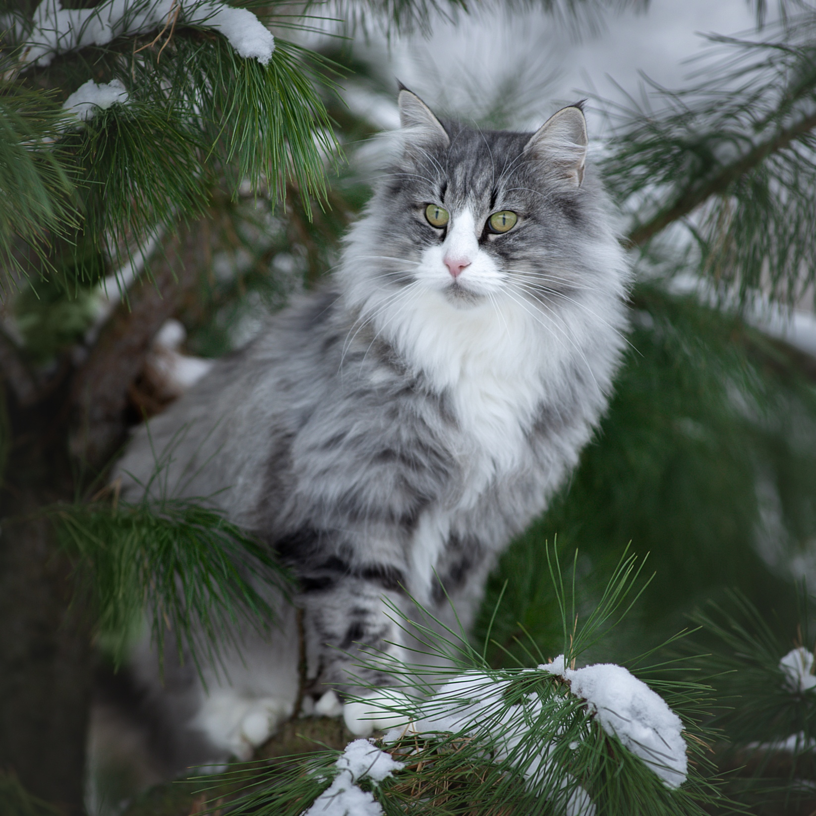 Питомник норвежских лесных кошек в Москве